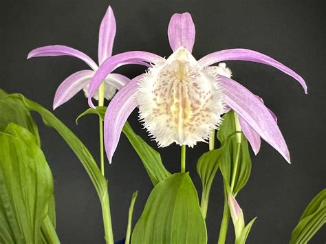 Pleione formosana kvitnúca v záhrade