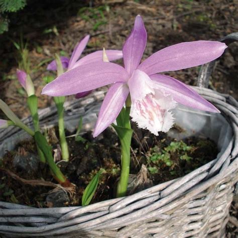 Detail kvetu Pleione formosana