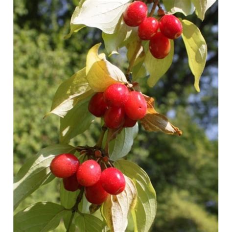 Drieň jedlý 'Jolico' v kvete