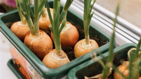 Porovnanie nutričných hodnôt cibule sečky a klasickej kuchynskej cibule