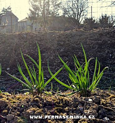 Schéma výsevu cibule sečky do riadkov s doporučenými rozostupmi