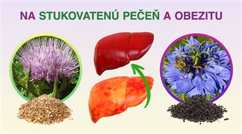 Schéma účinkov silymarínu na pečeň