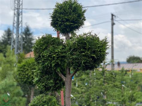 Pravidelný rez tuje západnej Brabant