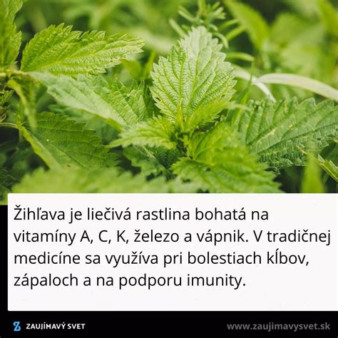 Rastúca žihľava s typickými pŕhlivými listami