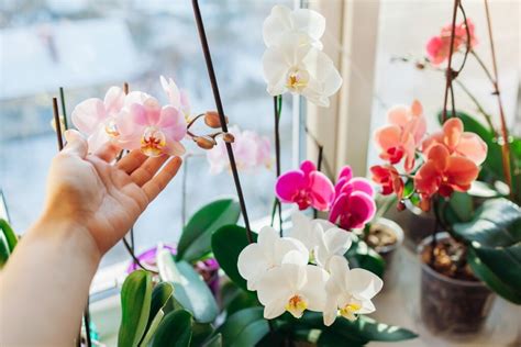 Mini orchidey v interiéri