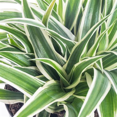 Zelenec (Chlorophytum comosum)