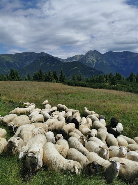 Ovce v prírode