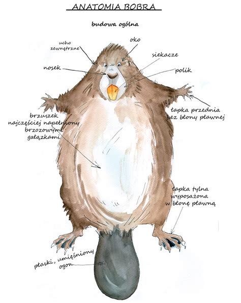 Anatomia bobra vodného