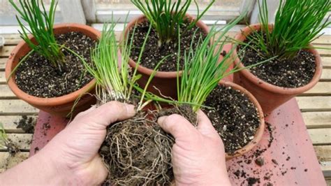 delenie trsov trvaliek rýľom