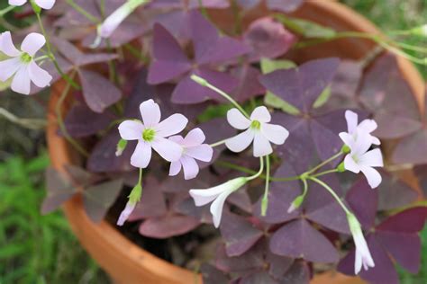 Rôzne druhy kysličiek: Oxalis triangularis (fialová forma), Oxalis tetraphylla a Oxalis acetosella