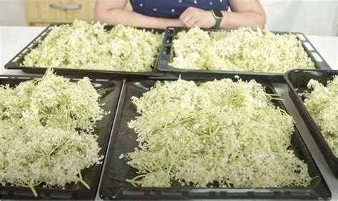 Ilustrácia prípravy fialkového sirupu