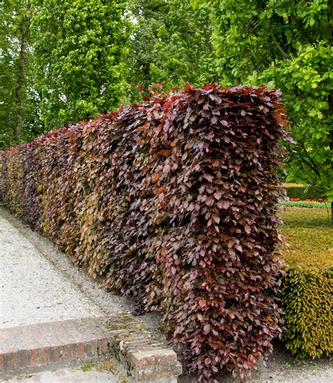 Živý plot z buka lesného