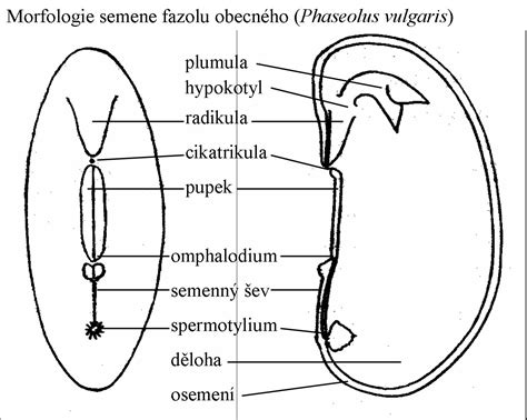 Schéma výsadby fazule s rozostupmi