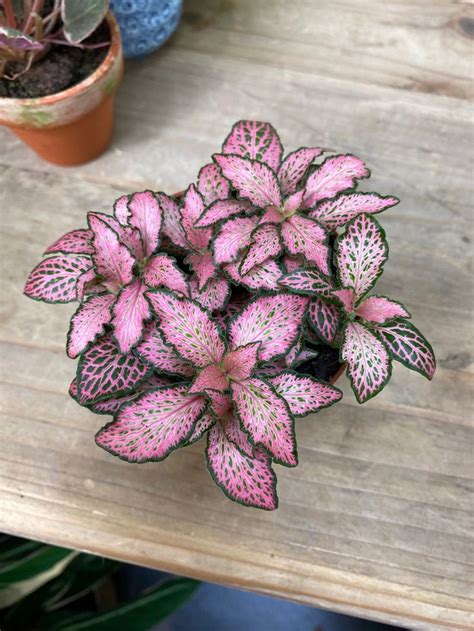 Fittonia ružová