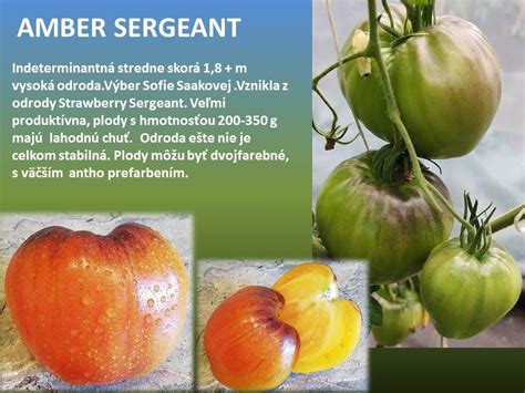Ilustrácia skleníka s rastlinami paradajok