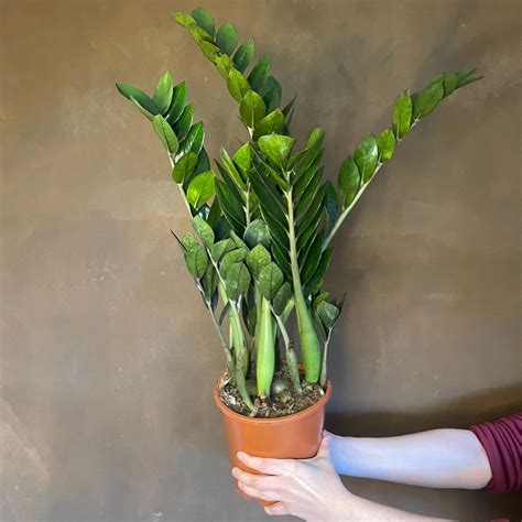 Zamioculcas v interiéri