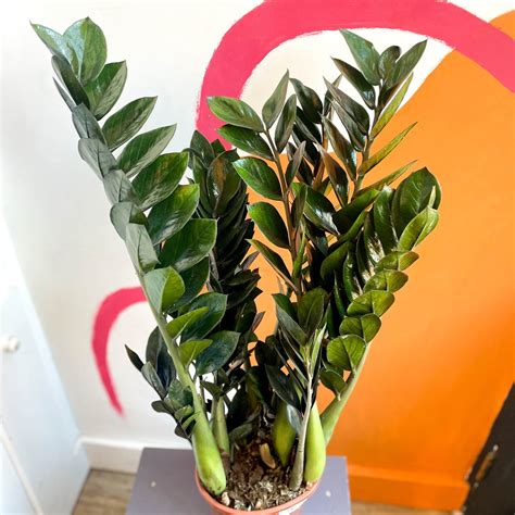 Rozkvitnutý zamioculcas