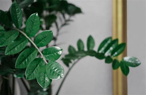 Zamioculcas na mieste s ideálnou teplotou