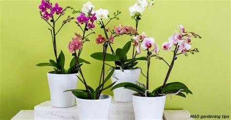 Umiestnenie orchideí podľa svetla