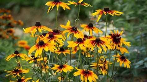 Rudbekia srstnatá