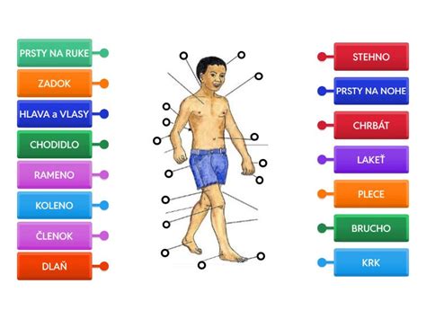 Infografika zobrazujúca účinky rumančeka na rôzne časti tela