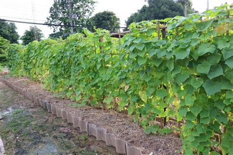 Vertikálne pestovanie cukety