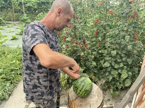Pestovanie melónov na vertikálnej konštrukcii