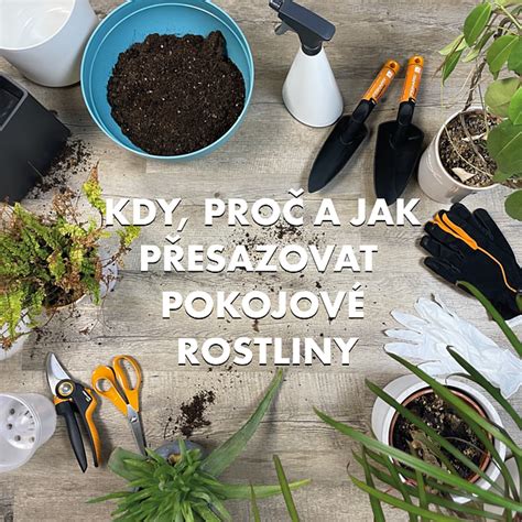 Presádzanie zakorenených odrezkov