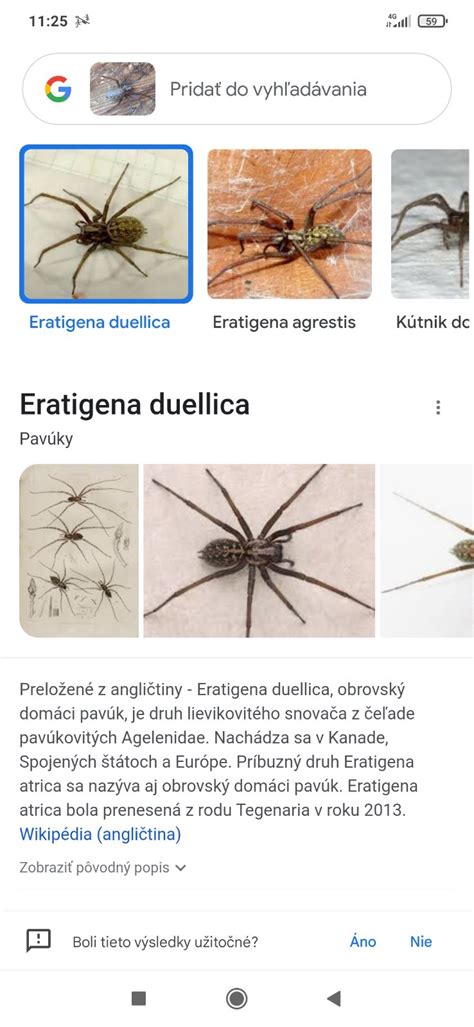 pavúk viaže samicu pavučinou