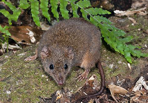 vačkovec Antechinus