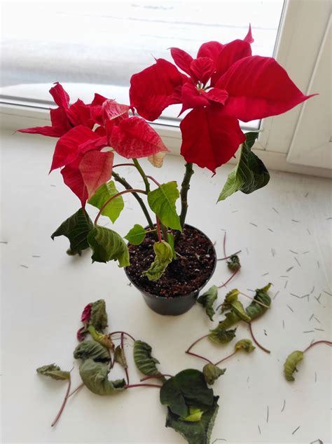 Detaily listov vianočnej ruže