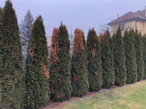 Chodbičky lykokaza v kôre tuje