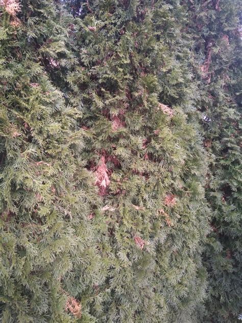 Napadnuté výhonky mínerkou tujovou