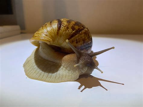 Africký slimák Achatina reticulata