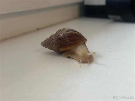 Mladé africké slimáky