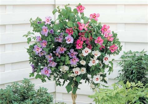 Ibištek sýrsky v záhradnej kompozícii