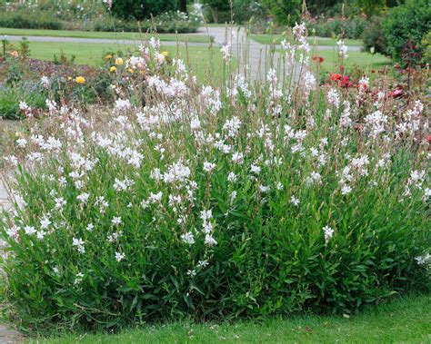 gaura prezimovanie