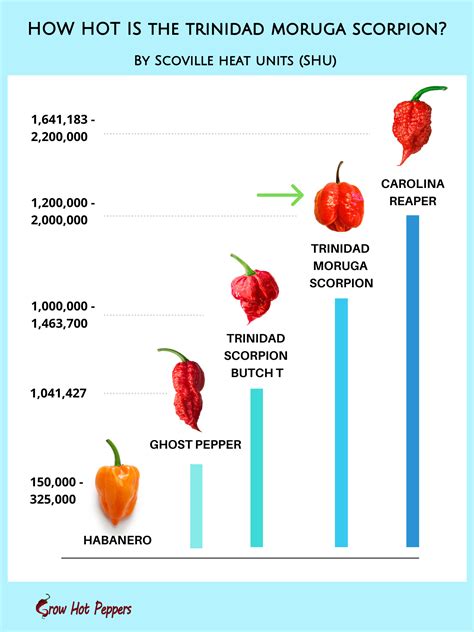 Ilustrácia papričky Trinidad Moruga Scorpion