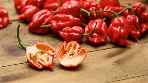 Fotografia zrelých plodov Trinidad Moruga Scorpion