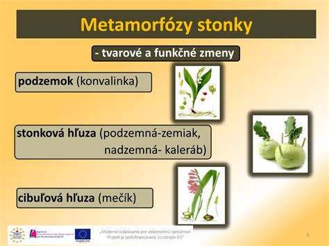 Ilustrácia rôznych vegetatívnych orgánov rastlín (cibuľka, hľuza, podzemok, poplaz)