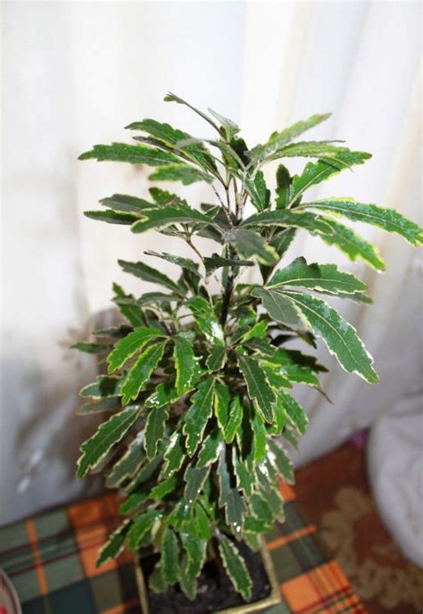 Dizigoteka elegantissima listy