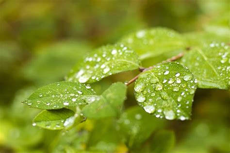 Detail listov nádchovníka s kvapkami rosy
