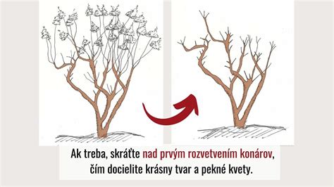 Správny rez tují pre hustotu