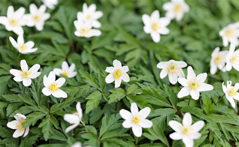 Kvitnúce biele sasanky v záhrade