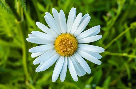 Detail sedmokrásky obyčajnej