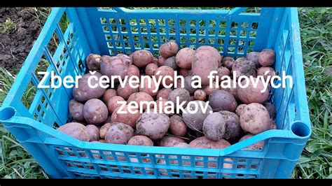 Ilustrácia výhod fialových zemiakov
