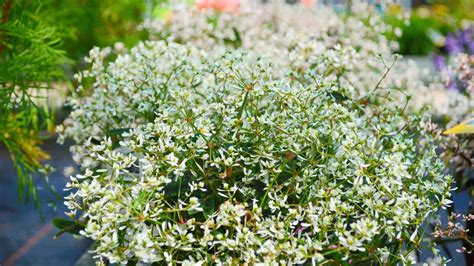 Detailný záber na jemné biele kvety Euphorbia Diamond Frost