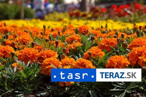 Rozkvitnuté záhony chryzantém rôznych farieb