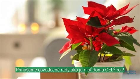Grafické znázornenie optimálnych podmienok pre vianočnú ružu