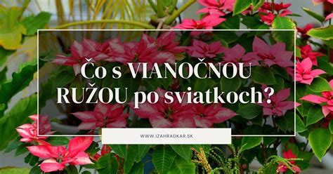 Ilustrácia bežných problémov s vianočnou ružou